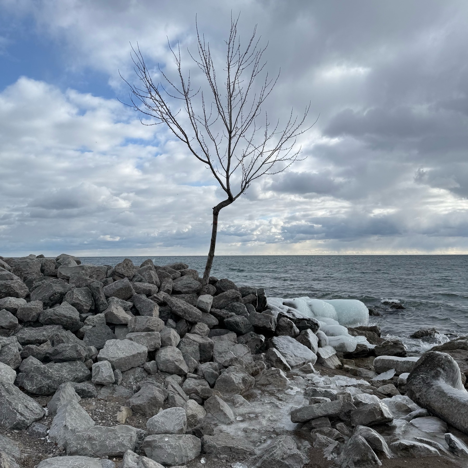 A lone tree on the shore of Woodbine Beach.