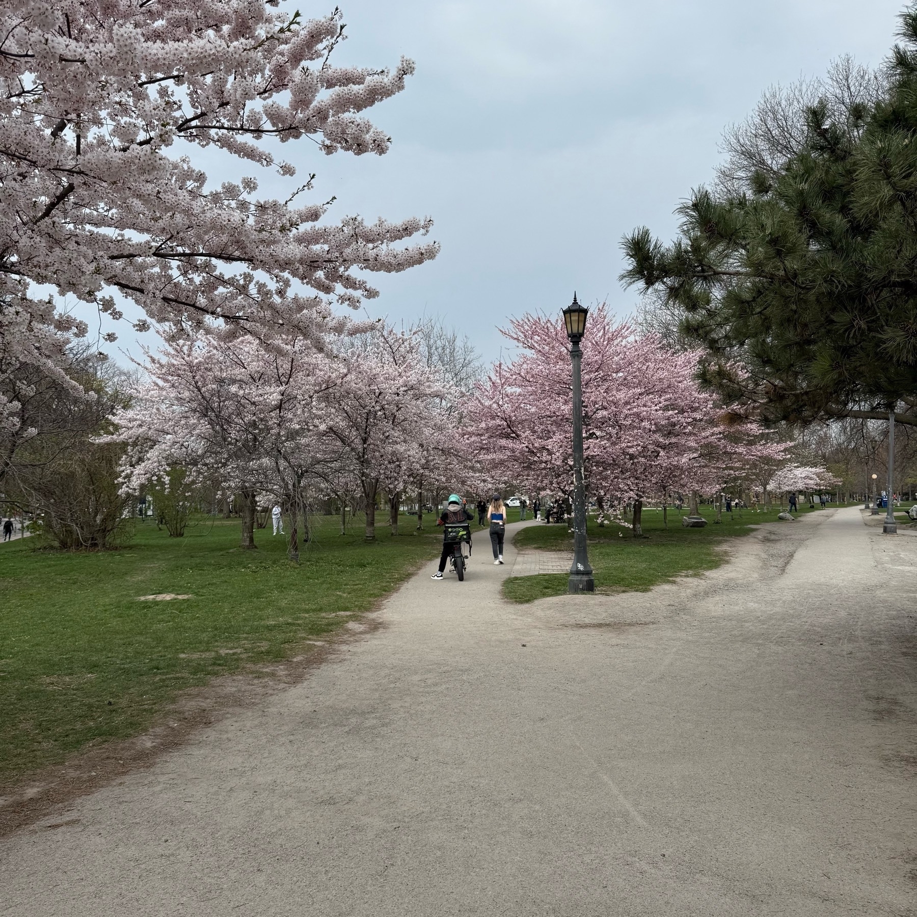 A group of Cherry Blossoms in Trinity Bellwoods Park.