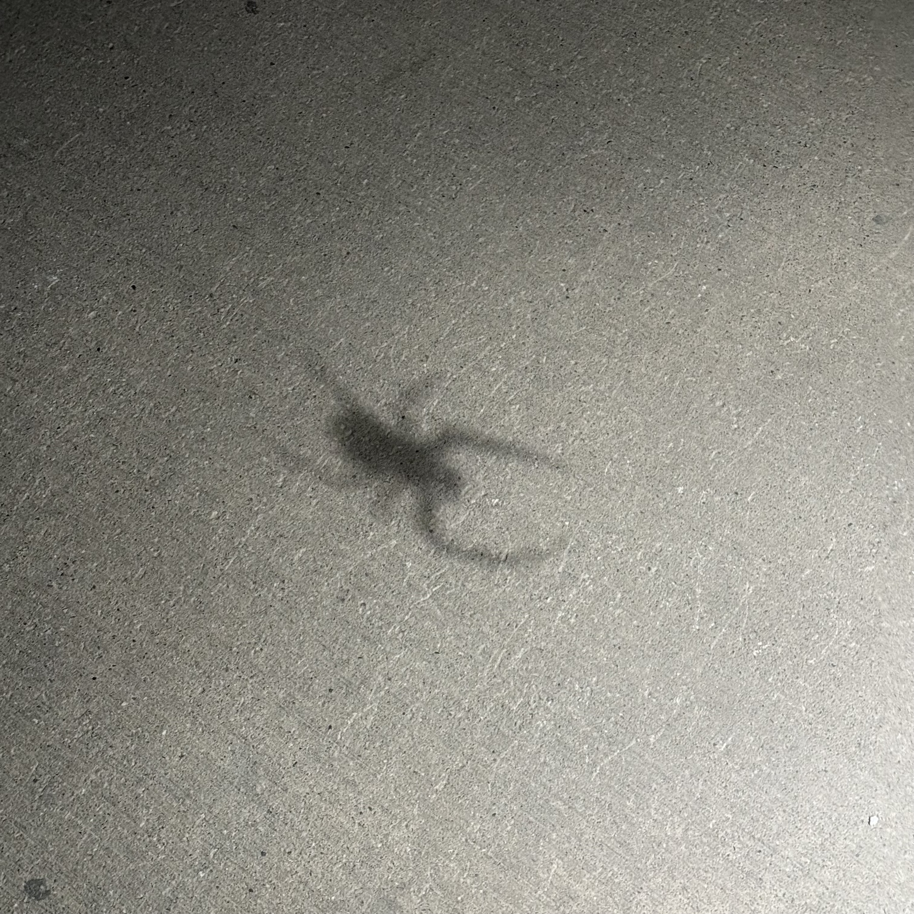 A blurry shadow of a spider appears on a concrete surface.