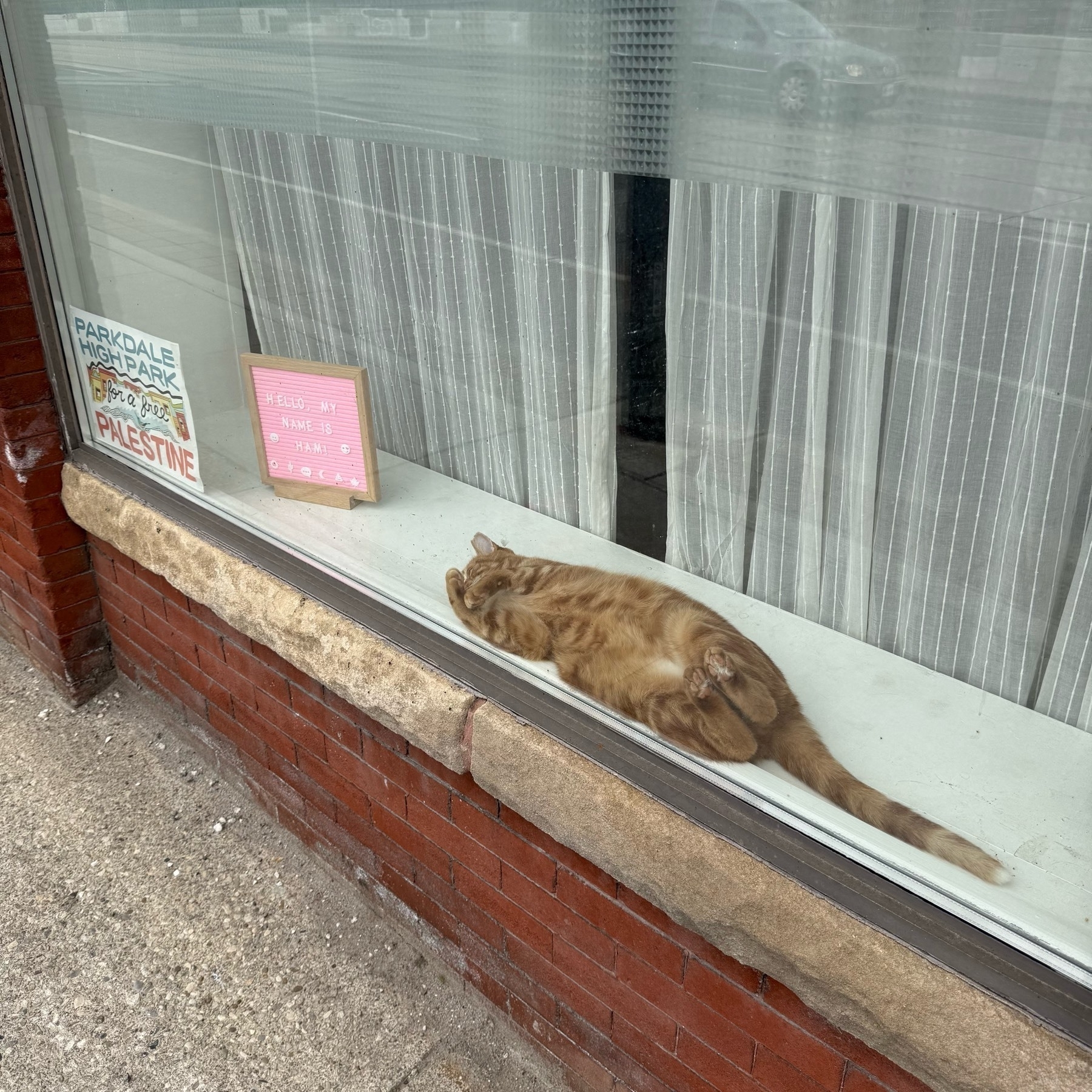 A photography of a cat asleep in the window of a first floor apartment.