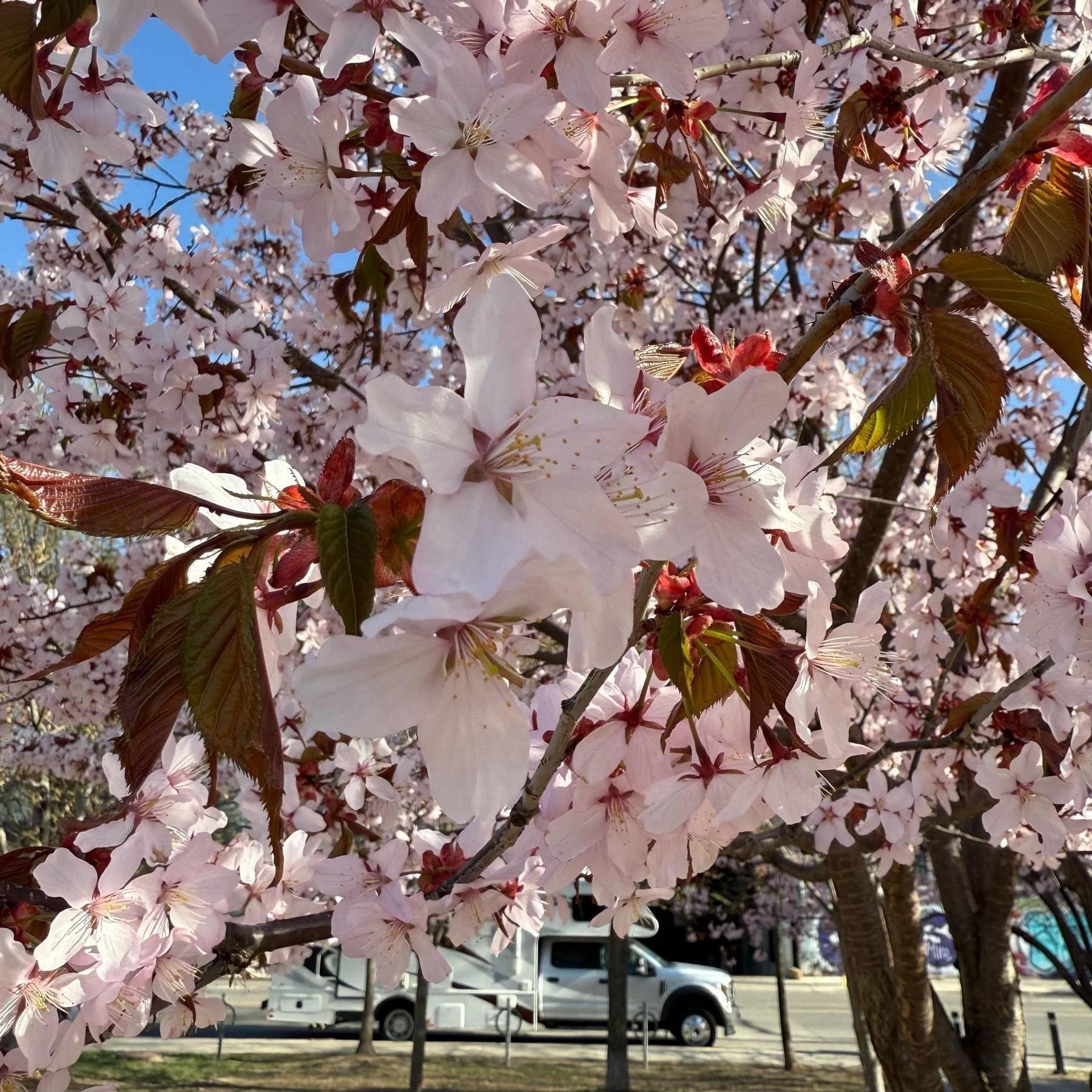 Close up on a Cherry Blossom.