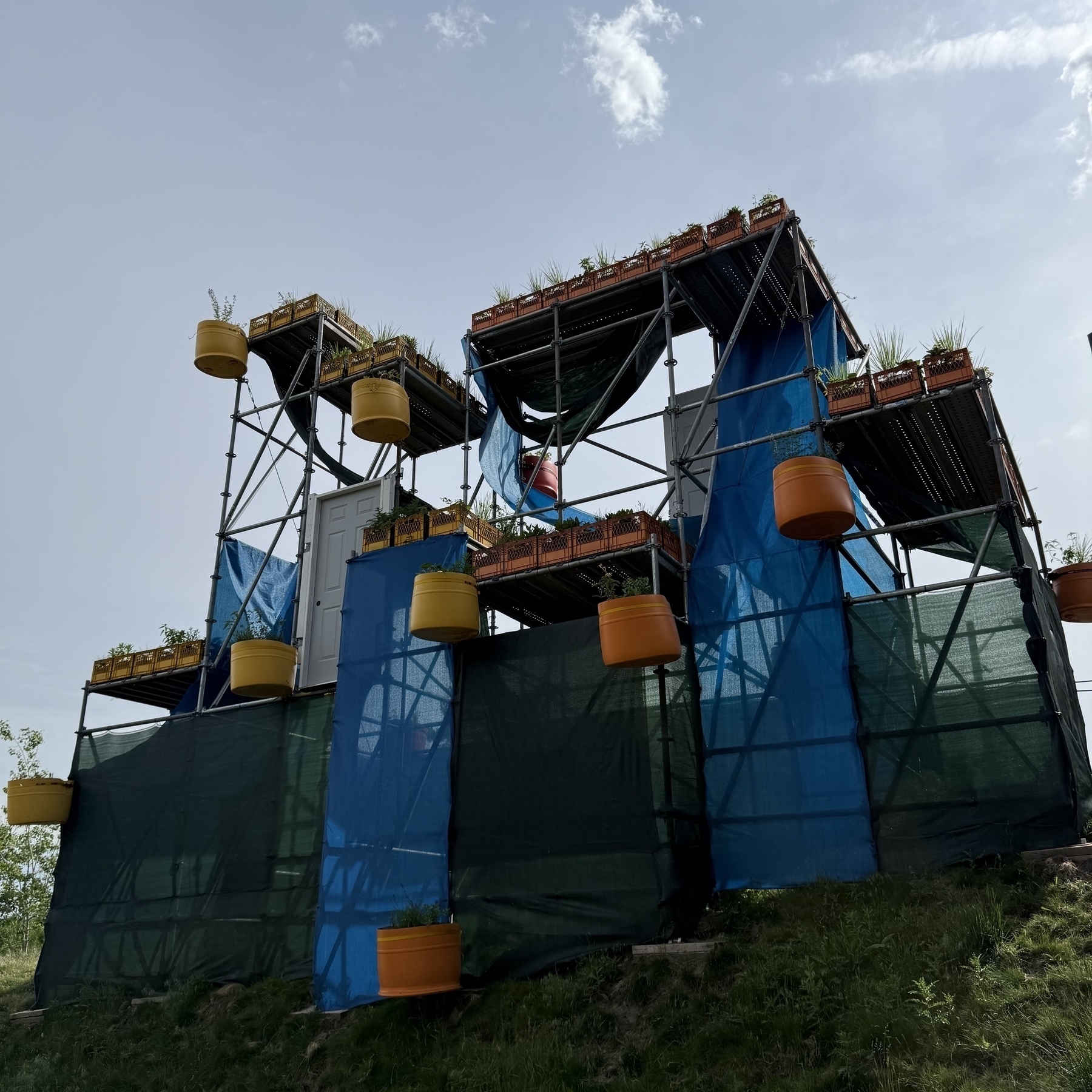 A structure constructed from scaffolding, blue netting, and yellow buckets holds multiple plants.