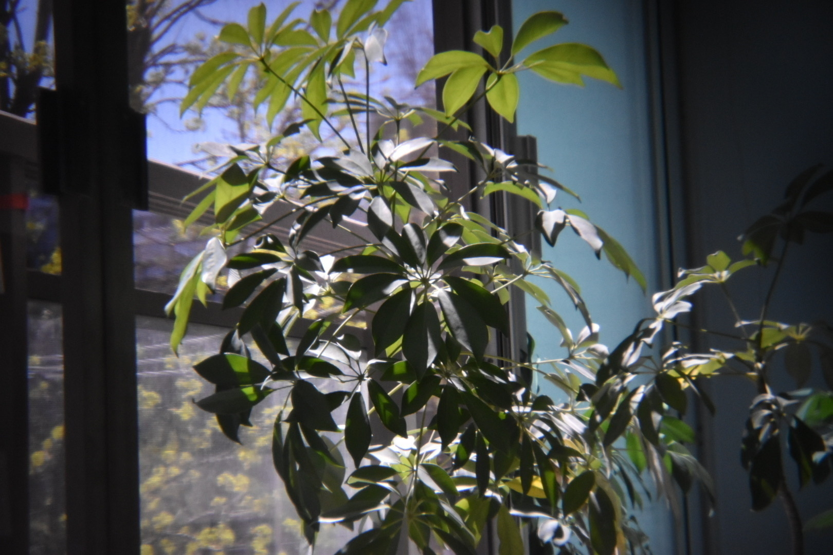 Photography of a houseplant taken with a disposable camera lens. 
